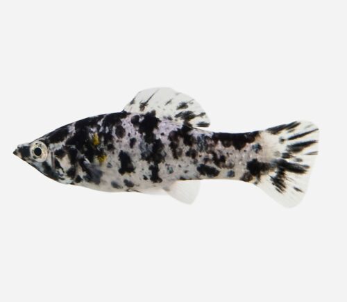 Molly velifera Dálmata