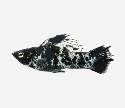 Molly velifera Mármol 💎HQF💎 (macho)