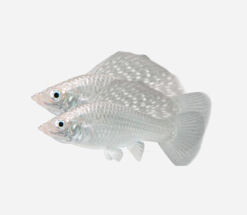 Molly velifera Parejas plata