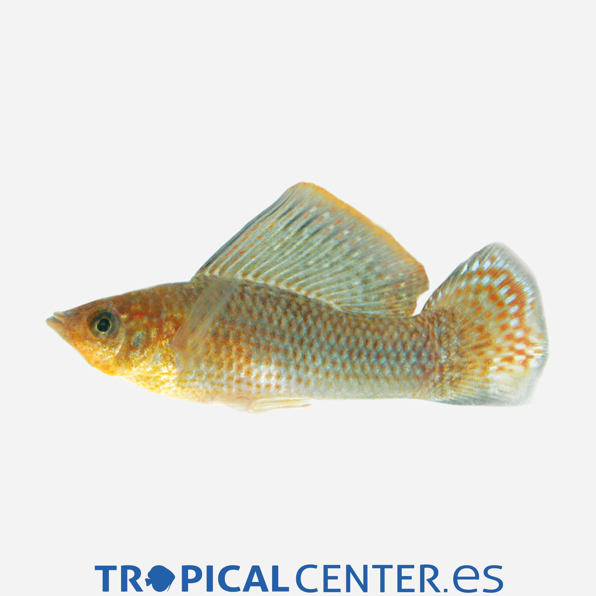 mo75-06-molly-velifera-verde_general_4204.jpg mo75-06-molly-velifera-verde_general_4204.jpg