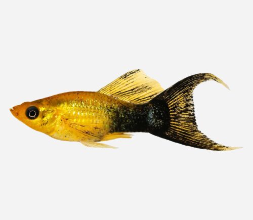 Molly Lira Negro oro