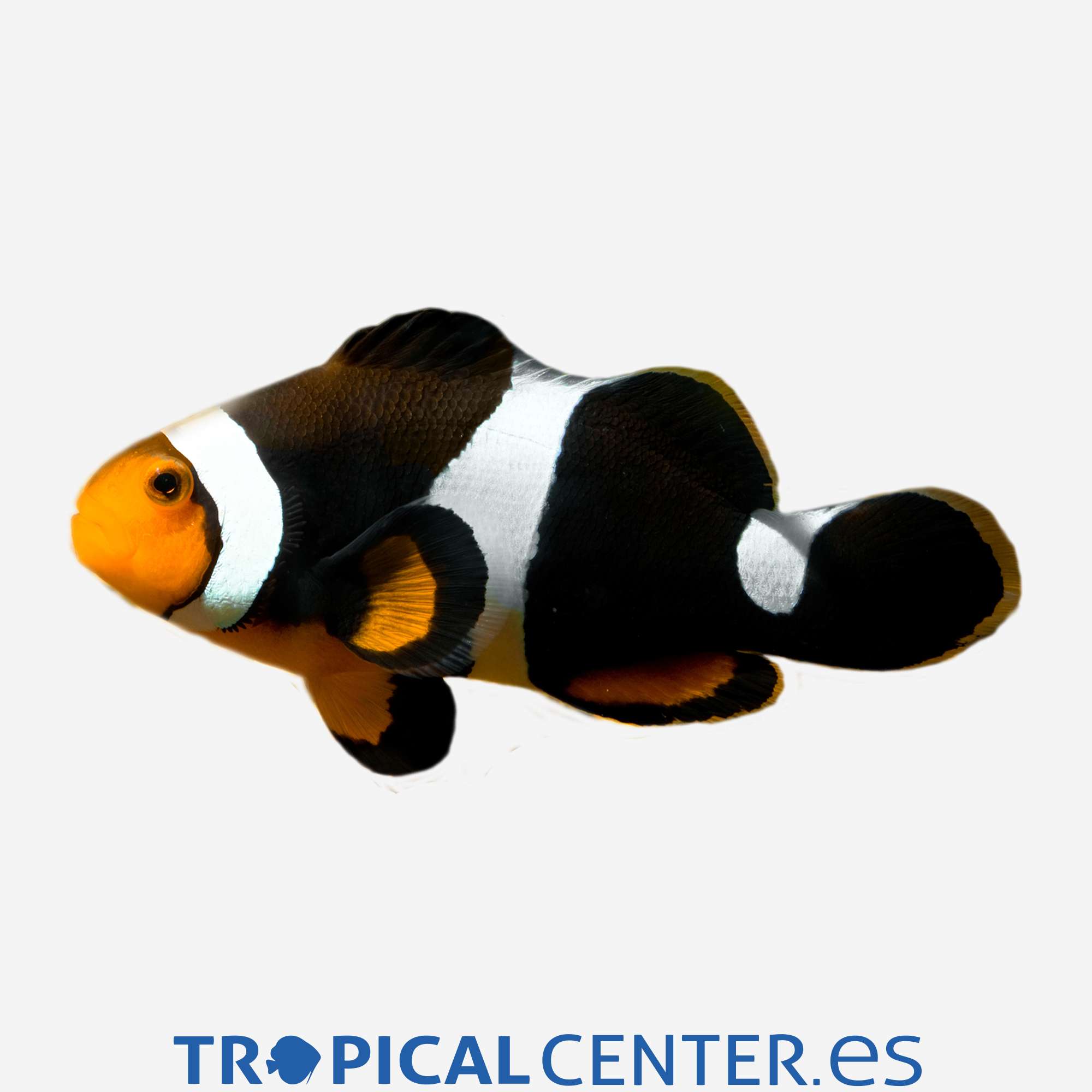 mpa06-3-amphiprion-percula-onyx_general_3839.jpg