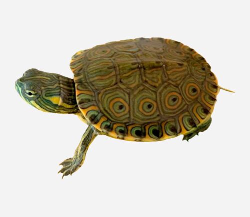 Trachemys venusta