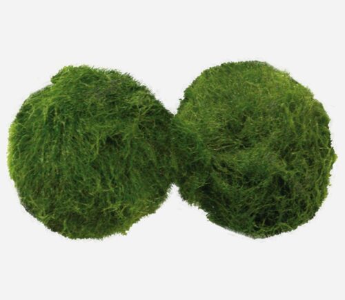 Cladophora aegagropila