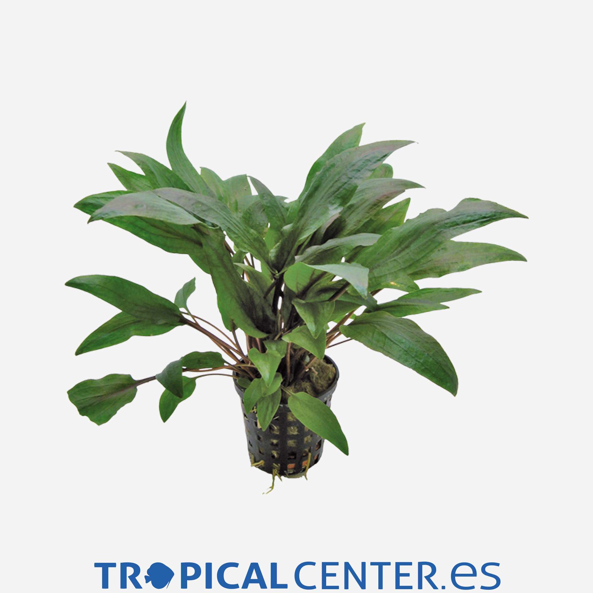 p036-cryptocoryne-undulatus-kasselman_general_4030.jpg p036-cryptocoryne-undulatus-kasselman_general_4030.jpg