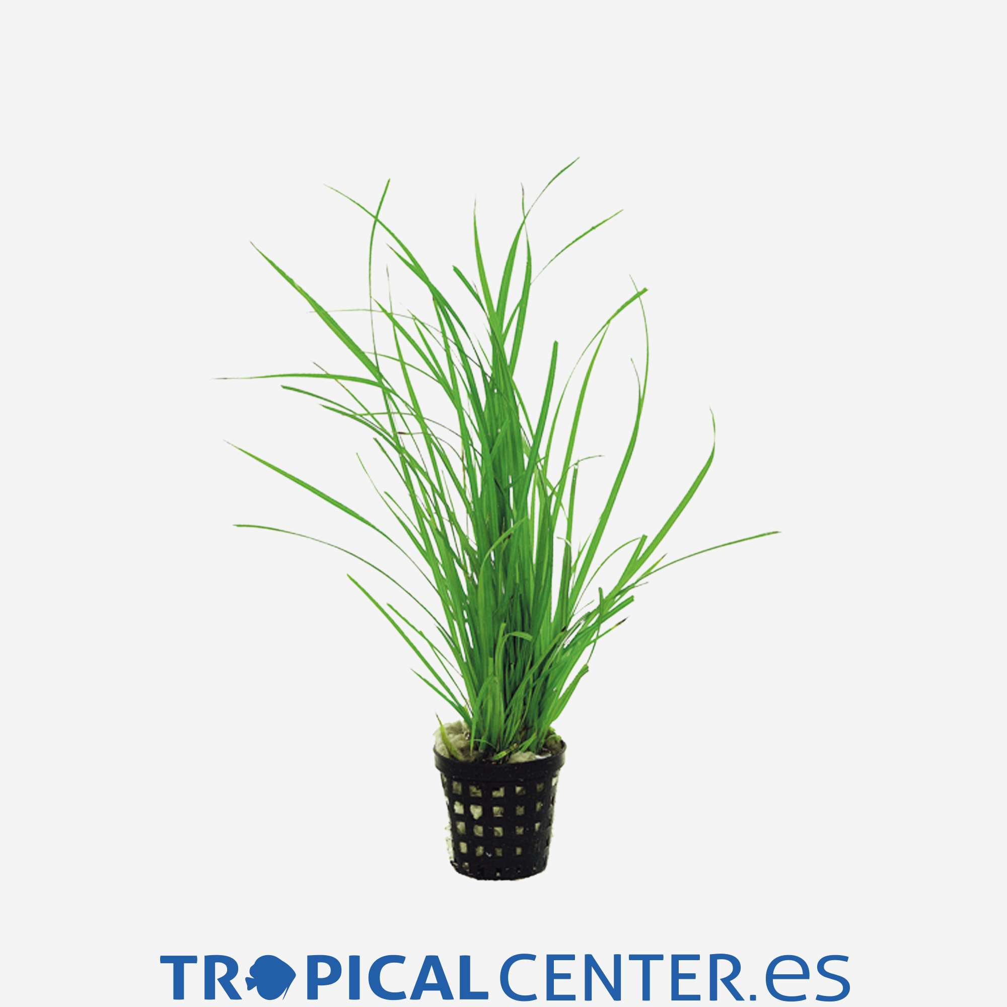 p054-cyperus-helferi_general_4170.jpg p054-cyperus-helferi_general_4170.jpg