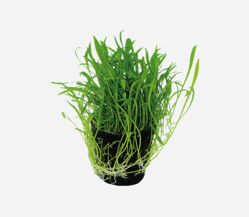 Lilaeopsis novae-zelandiae