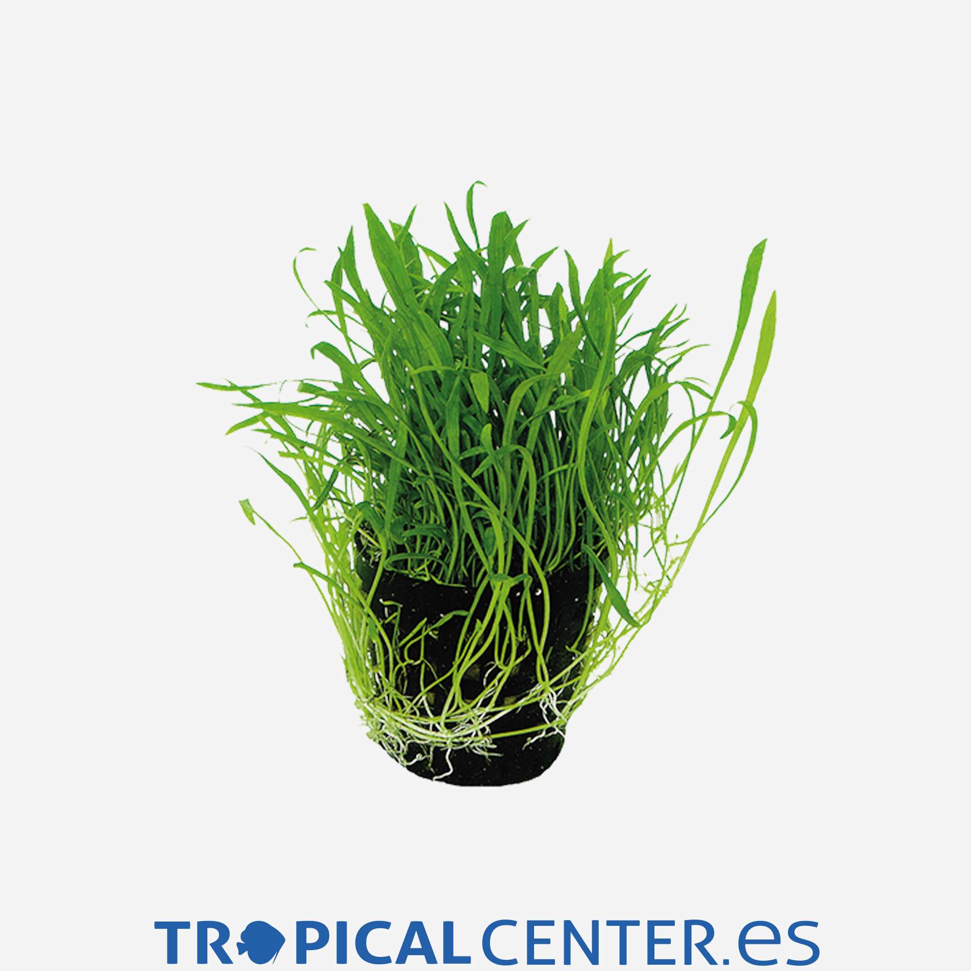 p102-lilaeopsis-novae-zelandiae_general_4044.jpg p102-lilaeopsis-novae-zelandiae_general_4044.jpg