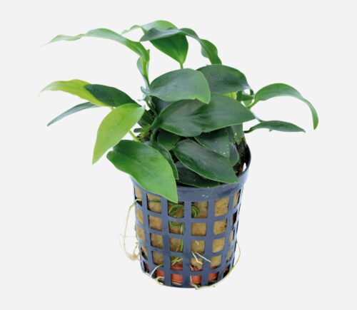 Anubias barteri  (Hoja estrecha)