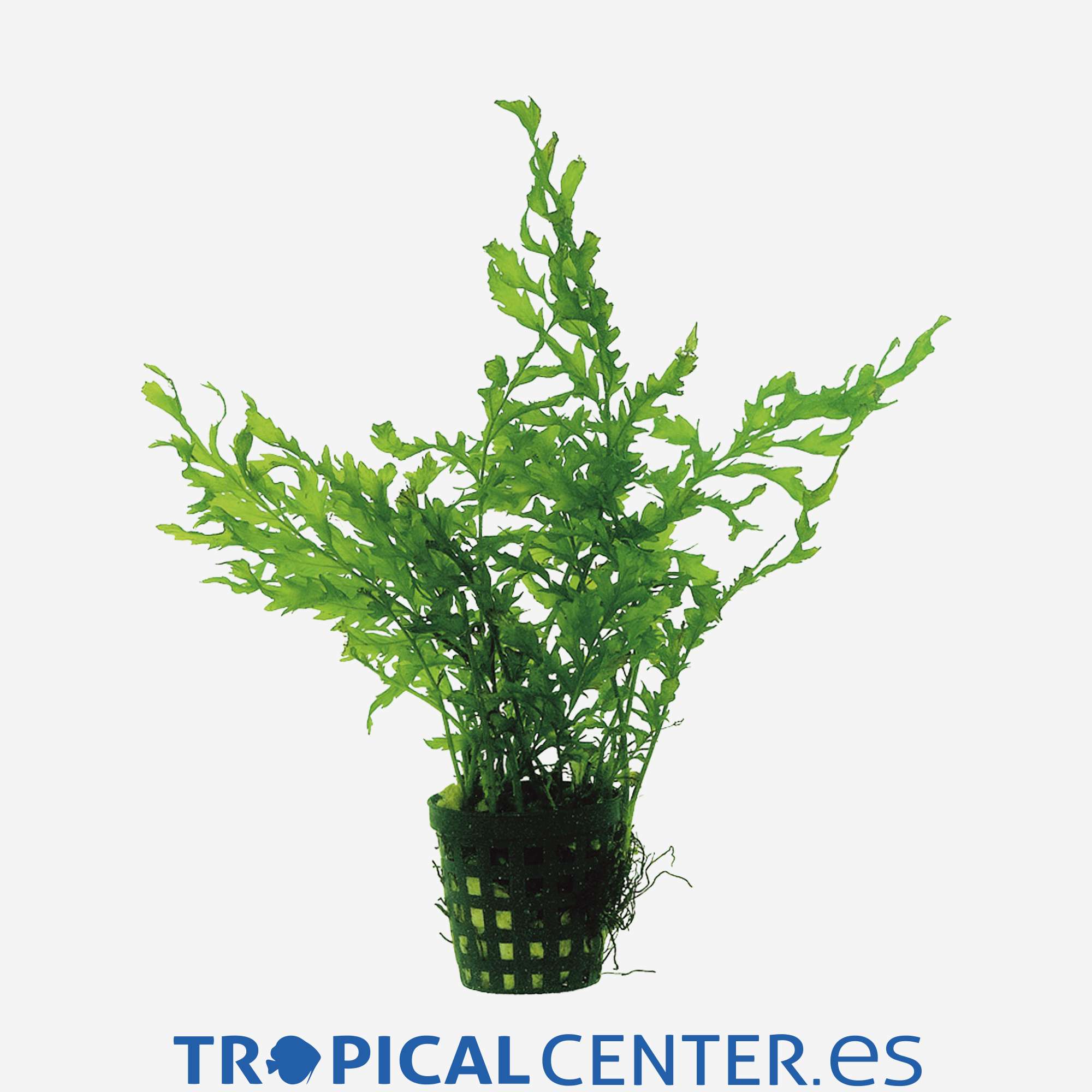 p178-bolbitis-heudelotii_general_5129.jpg p178-bolbitis-heudelotii_general_5129.jpg