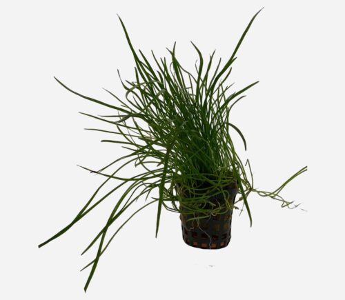 Lilaeopsis mauritana