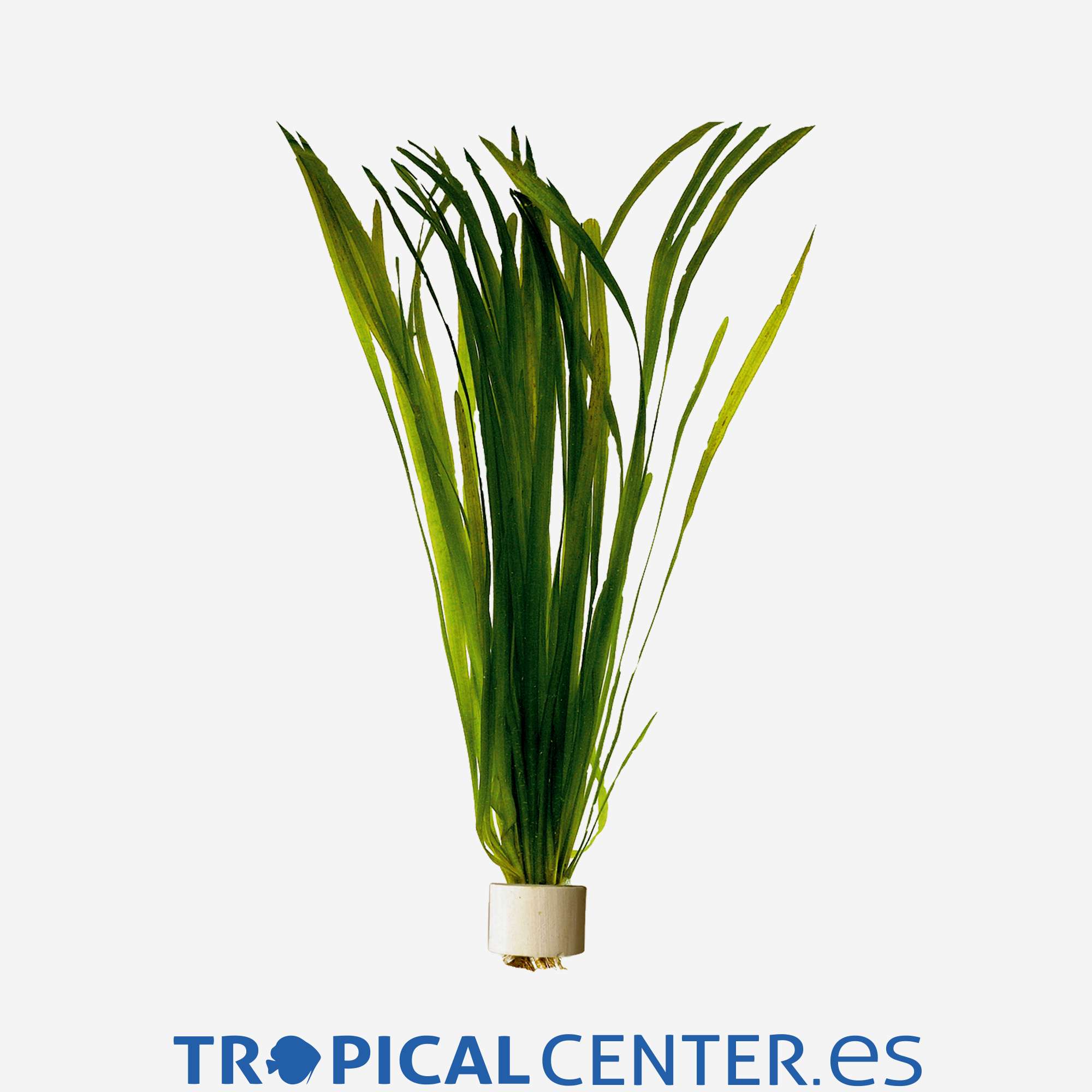 p258-vallisneria-spiralis_general_4726.jpg p258-vallisneria-spiralis_general_4726.jpg