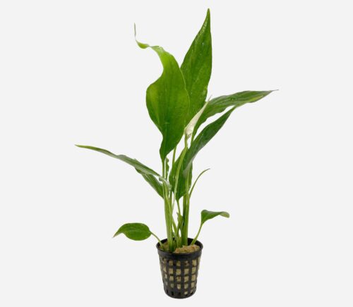 Spathiphyllum wallisii