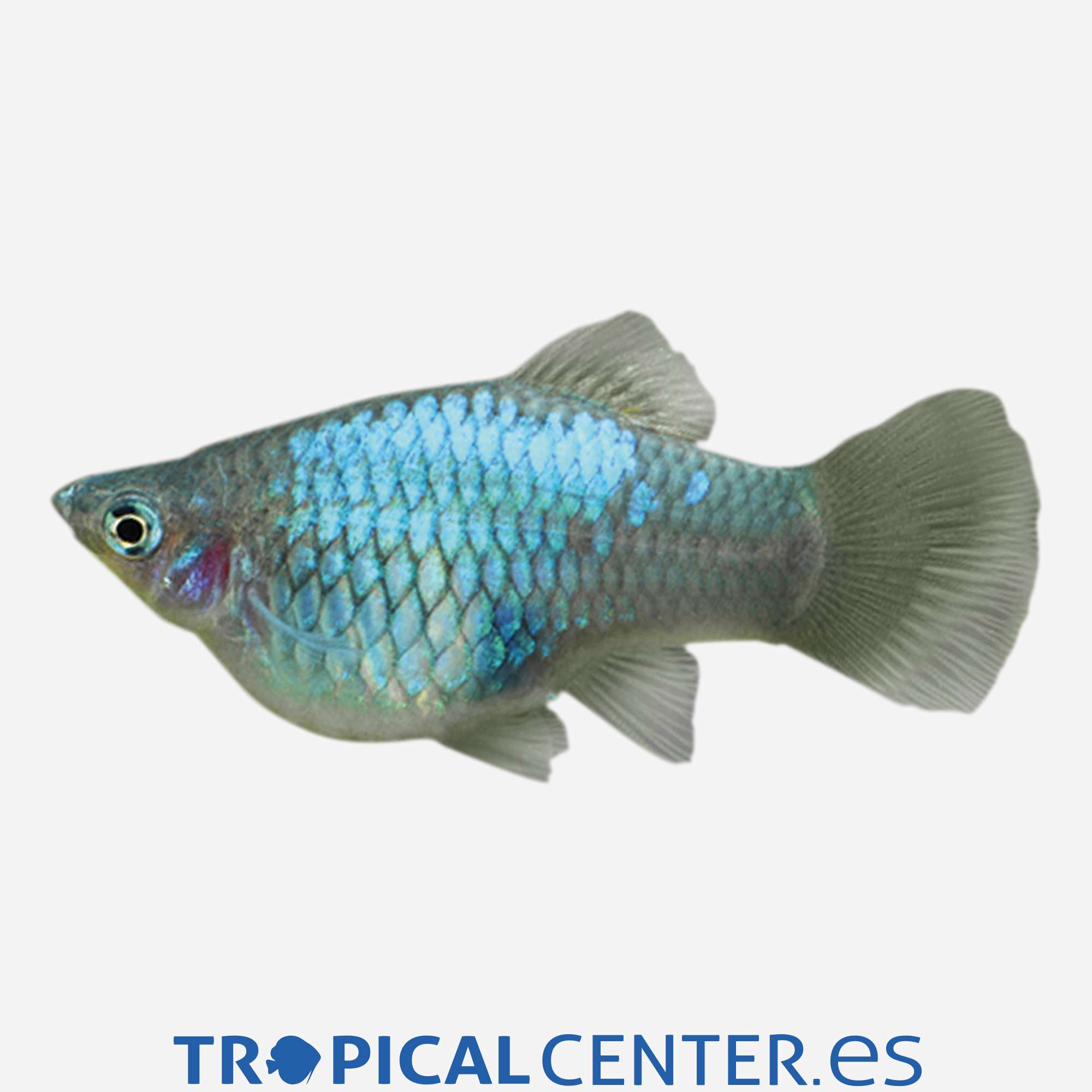 pl04-2-platy-azul_general_5089.jpg