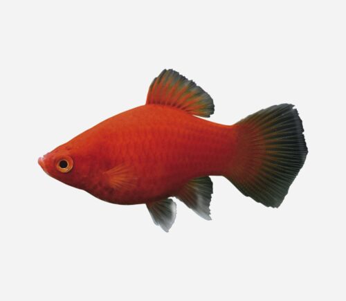 Platy Coral rojo oscuro 💎HQF💎