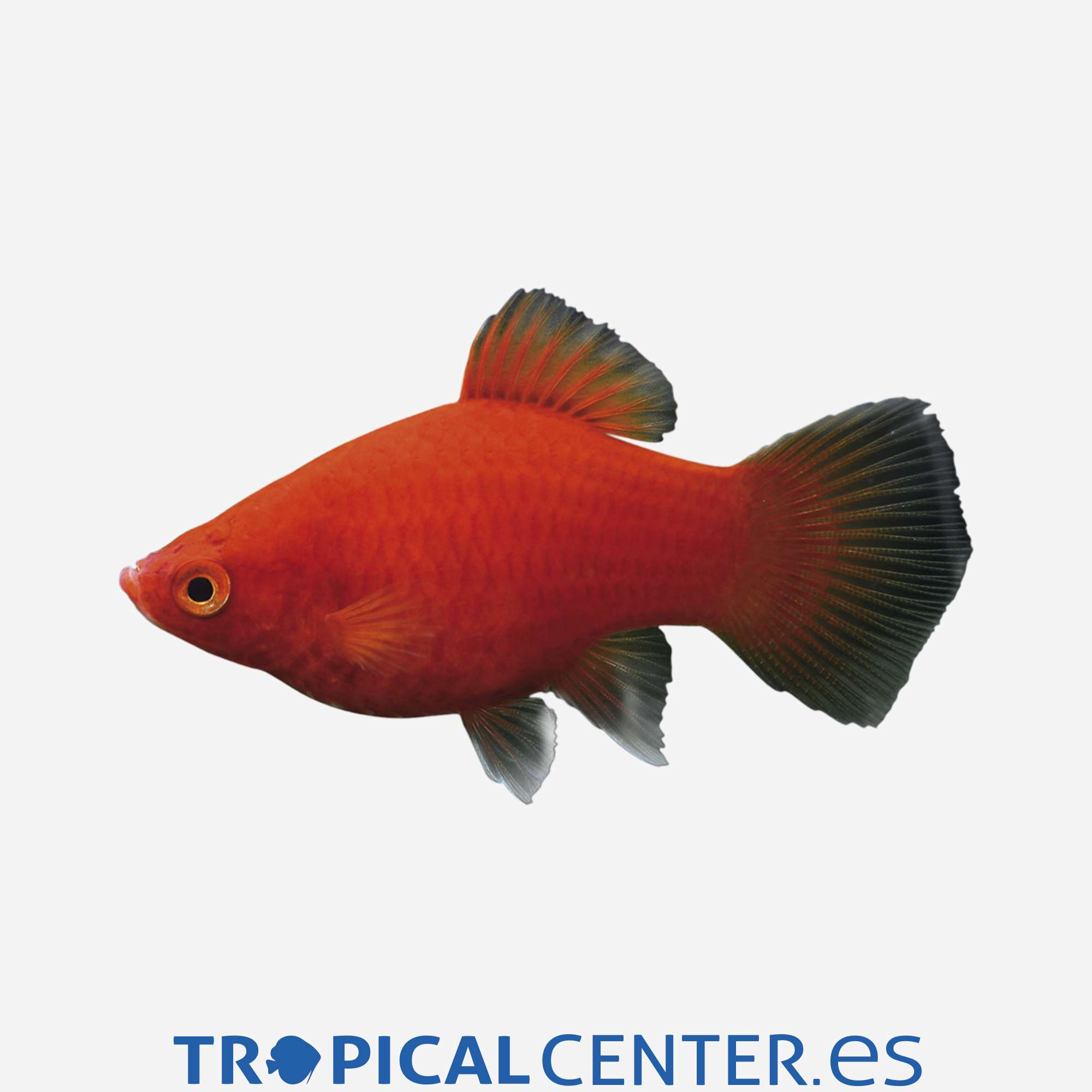 pl24-0-platy-coral-rojo-oscuro-hqf_general_3900.jpg pl24-0-platy-coral-rojo-oscuro-hqf_general_3900.jpg
