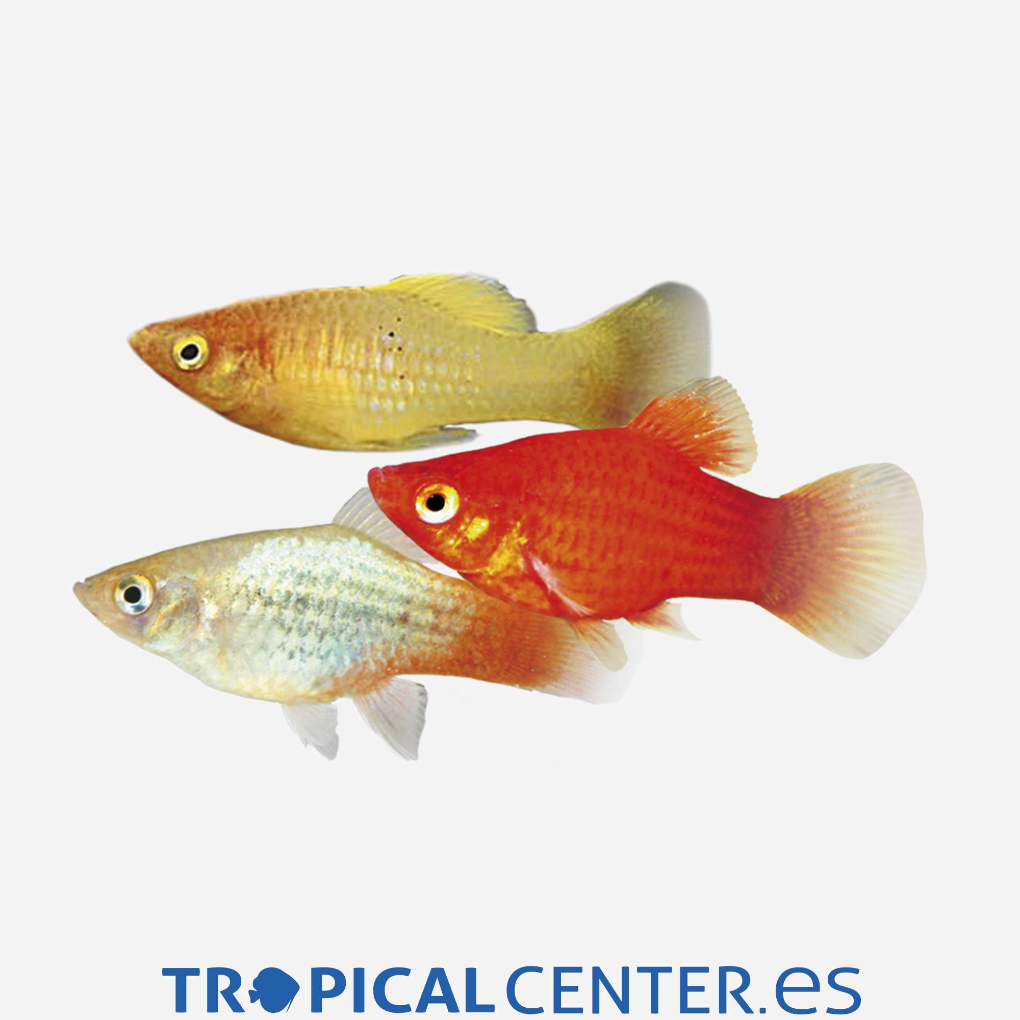 pl67-1-platy-surtido_general_4180.jpg pl67-1-platy-surtido_general_4180.jpg