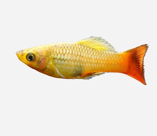 Platy variatus Multicolor