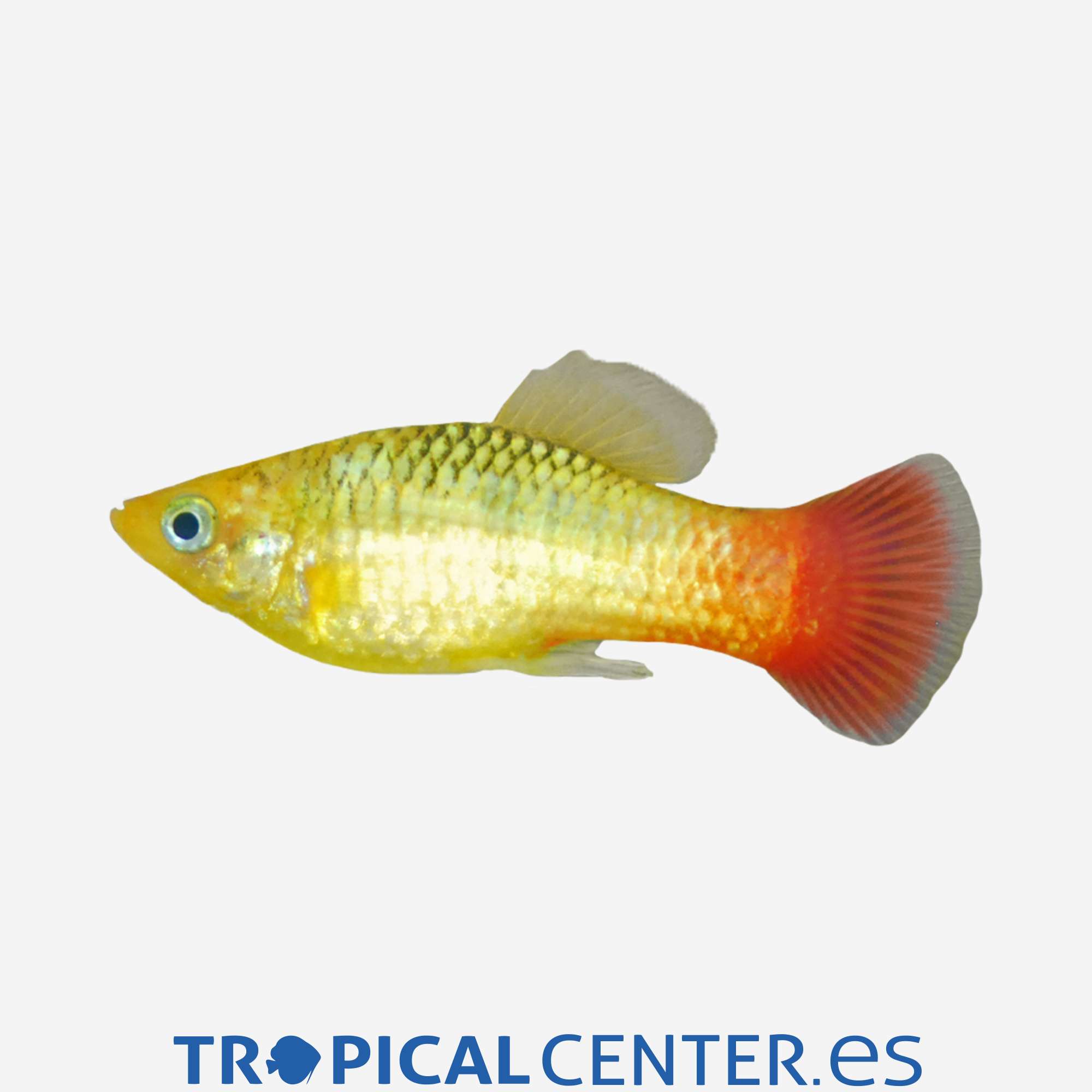 pl77-2-platy-variatus-verde_general_3922.jpg pl77-2-platy-variatus-verde_general_3922.jpg