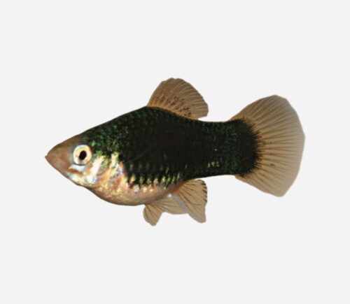 Platy Coral negro 💎HQF💎