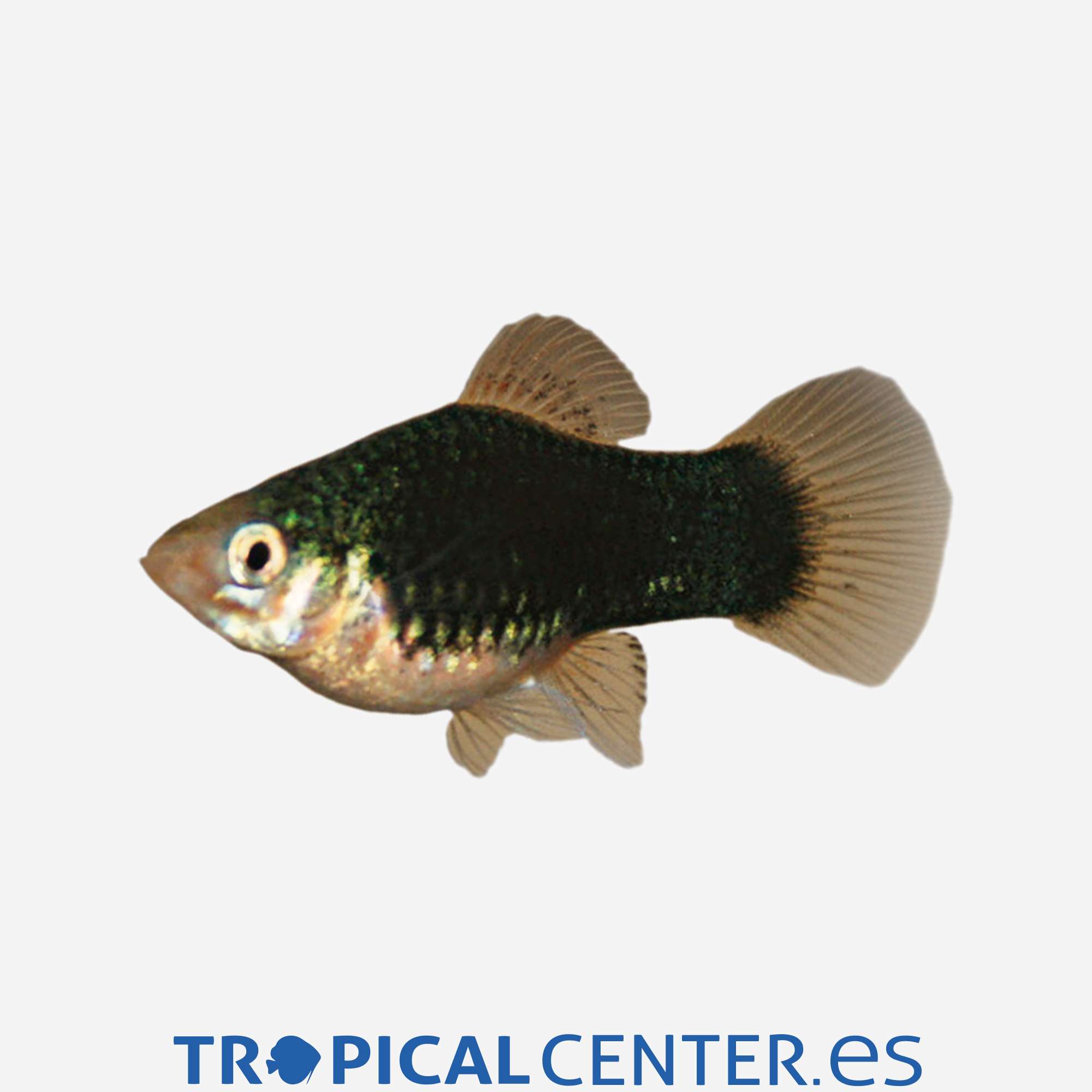 pl93-0-platy-coral-negro-hqf_general_3926.jpg pl93-0-platy-coral-negro-hqf_general_3926.jpg