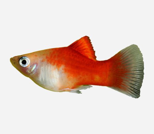 Platy Top rojo 💎HQF💎