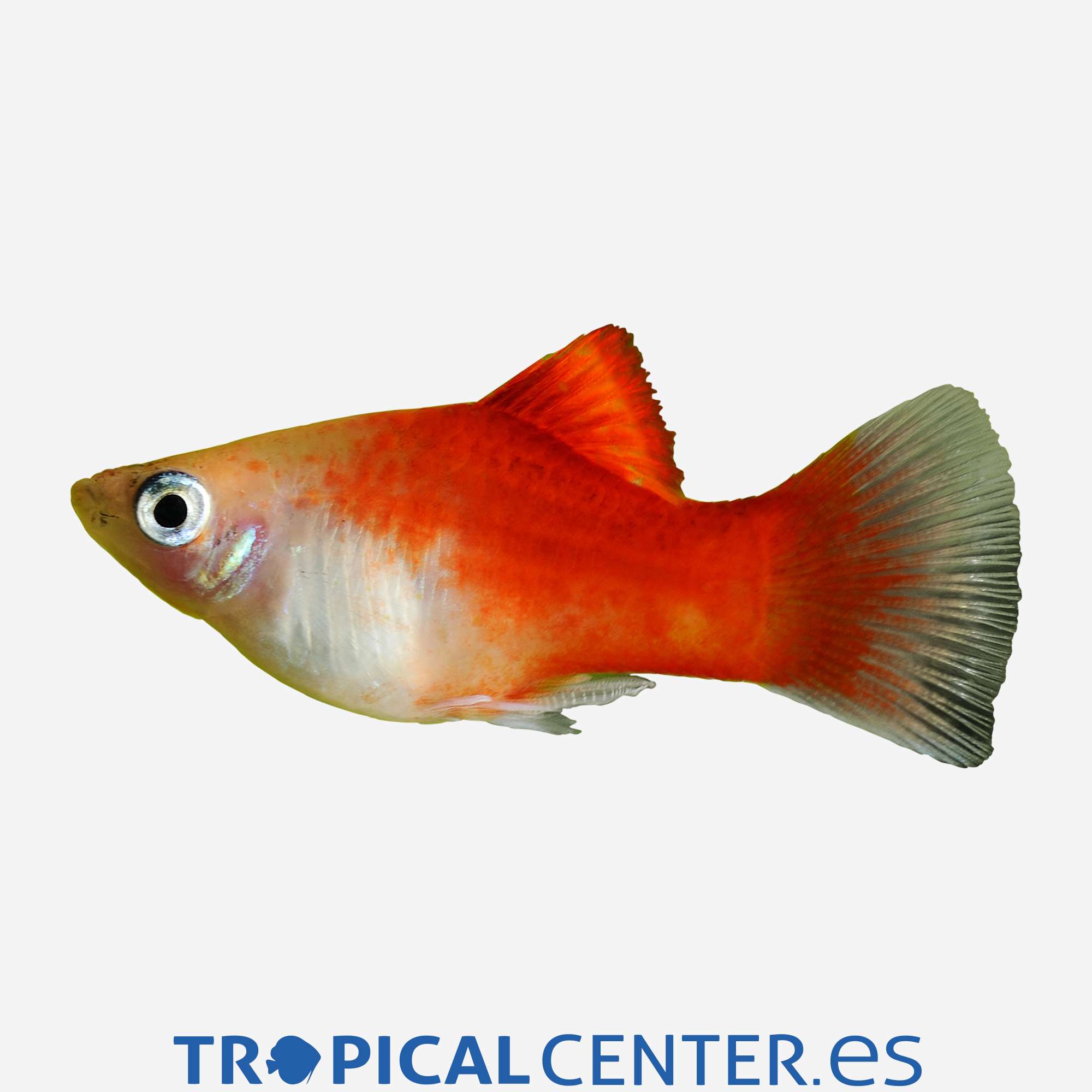 pl96-3-platy-top-rojo-hqf_general_3929.jpg pl96-3-platy-top-rojo-hqf_general_3929.jpg