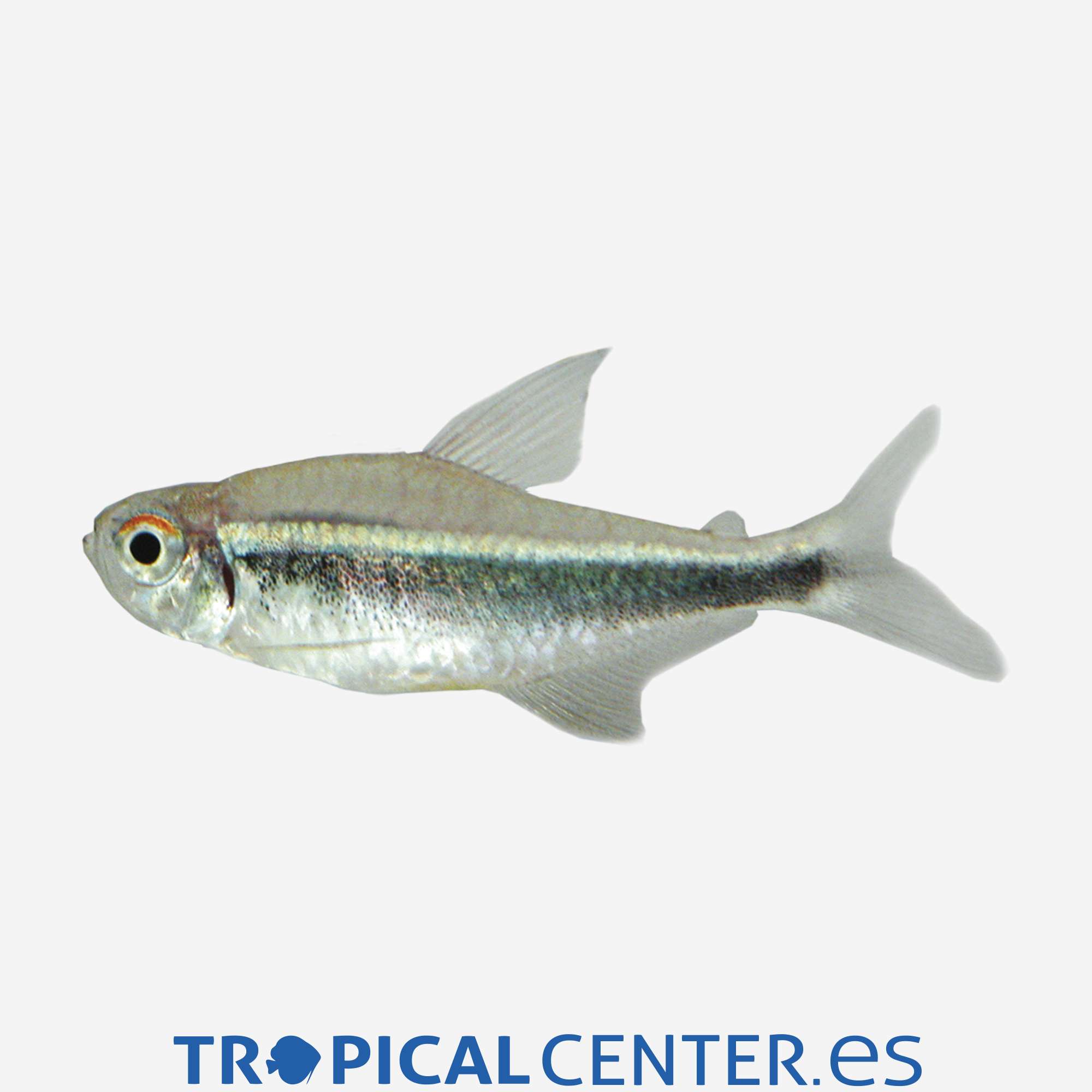 te19-2-neon-negro_general_3944.jpg te19-2-neon-negro_general_3944.jpg