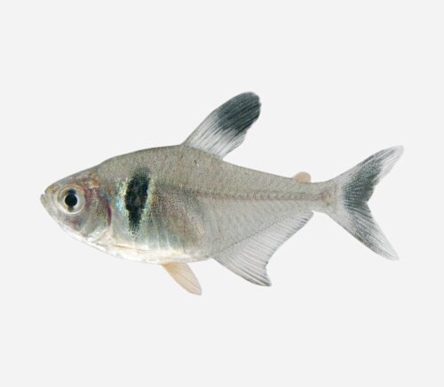 Tetra fantasma negro