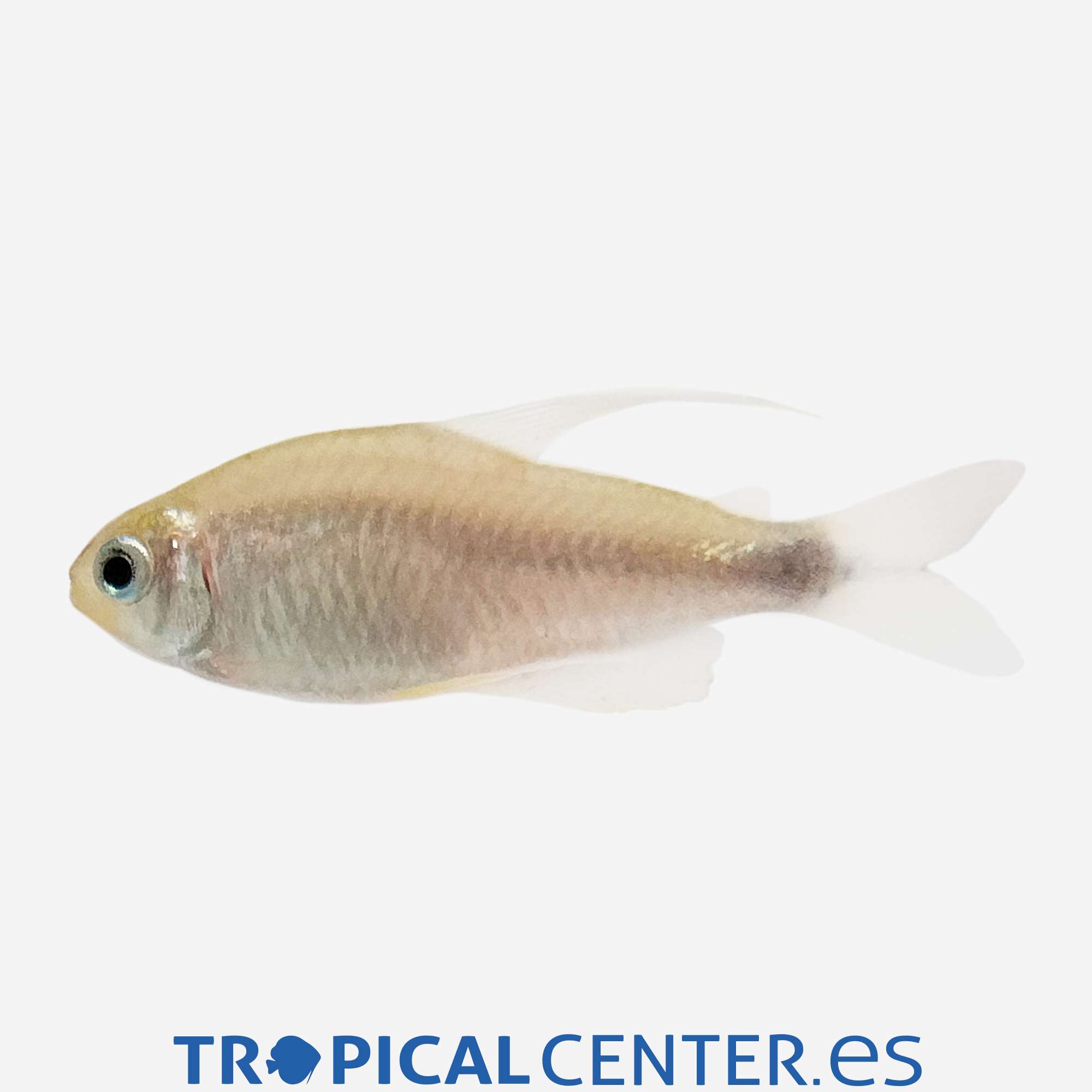 te63-1-tetra-kitty_general_5434.jpg te63-1-tetra-kitty_general_5434.jpg