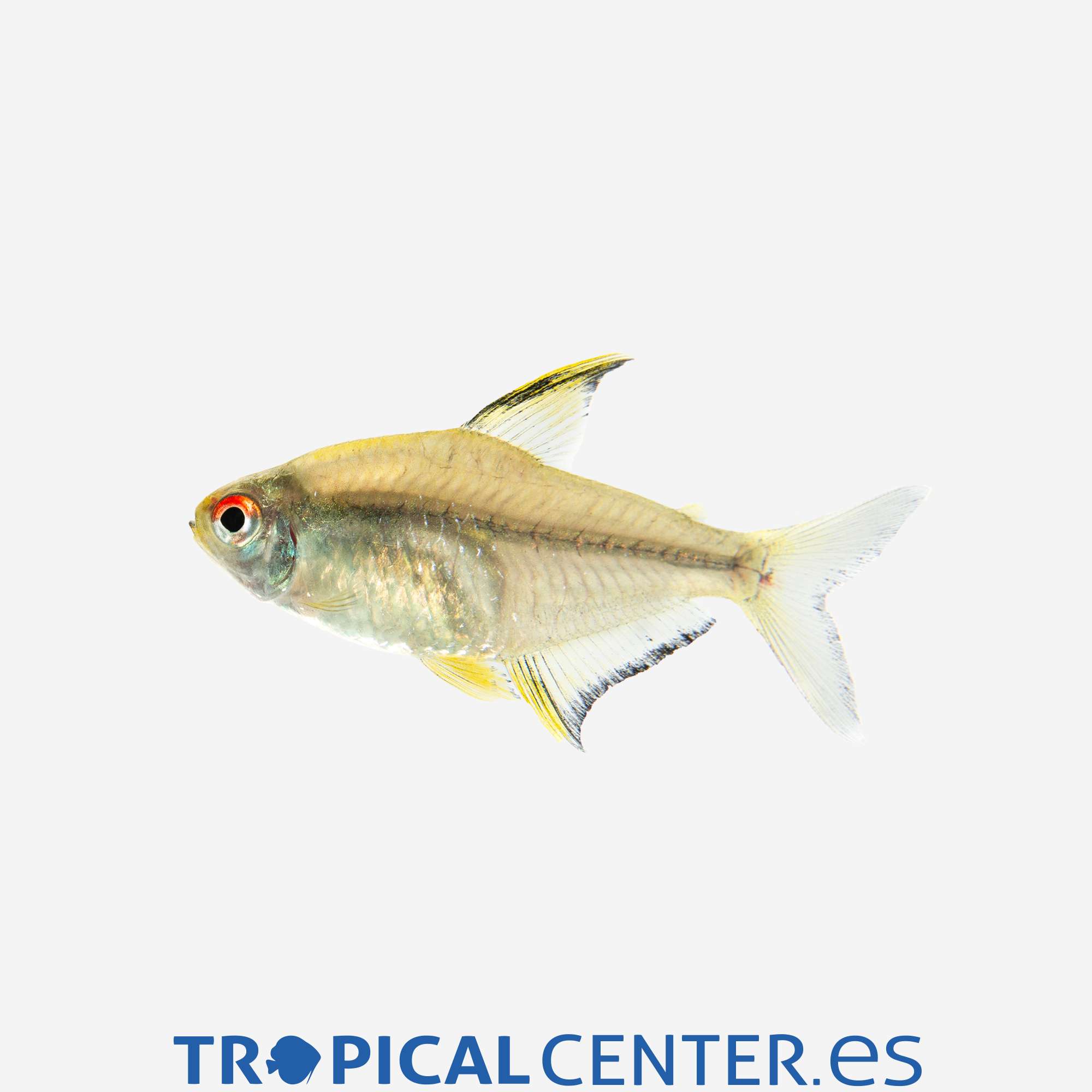 te64-2-tetra-limon_general_3958.jpg te64-2-tetra-limon_general_3958.jpg