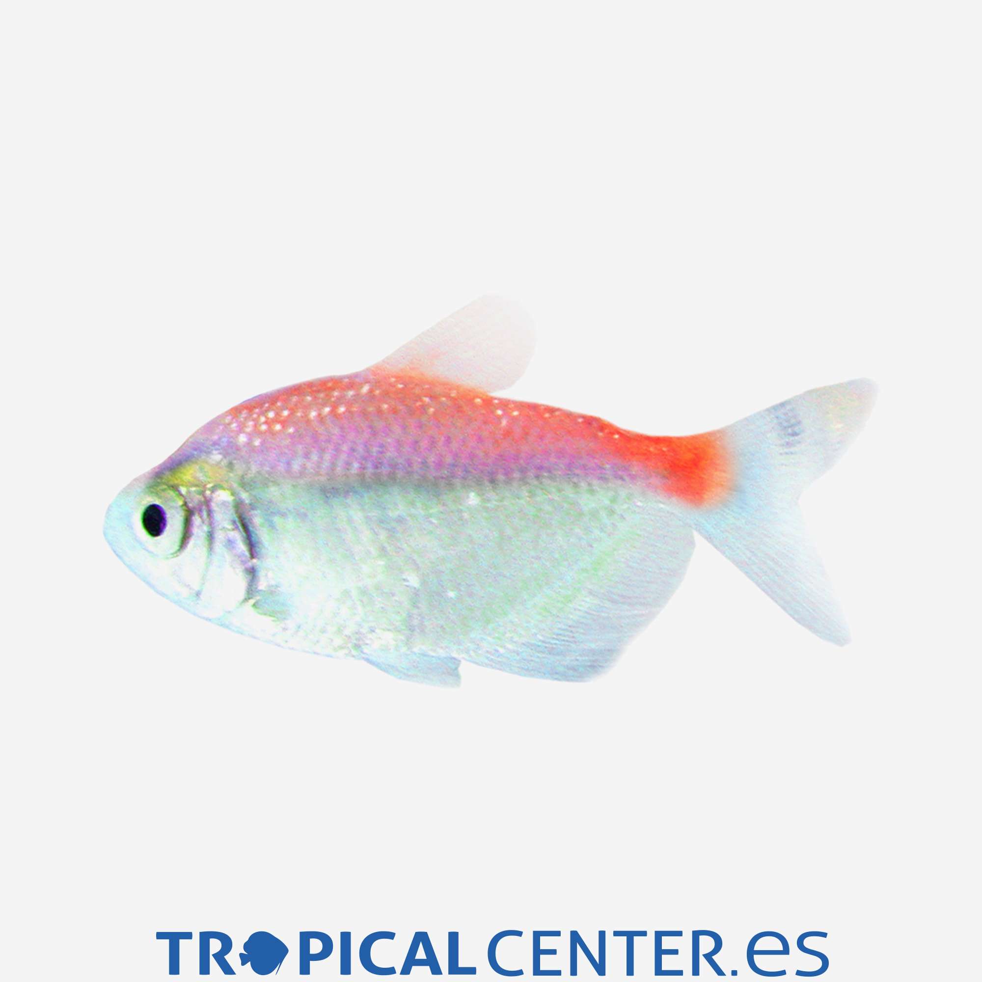 te88-1-monjita-naranja_general_3964.jpg te88-1-monjita-naranja_general_3964.jpg