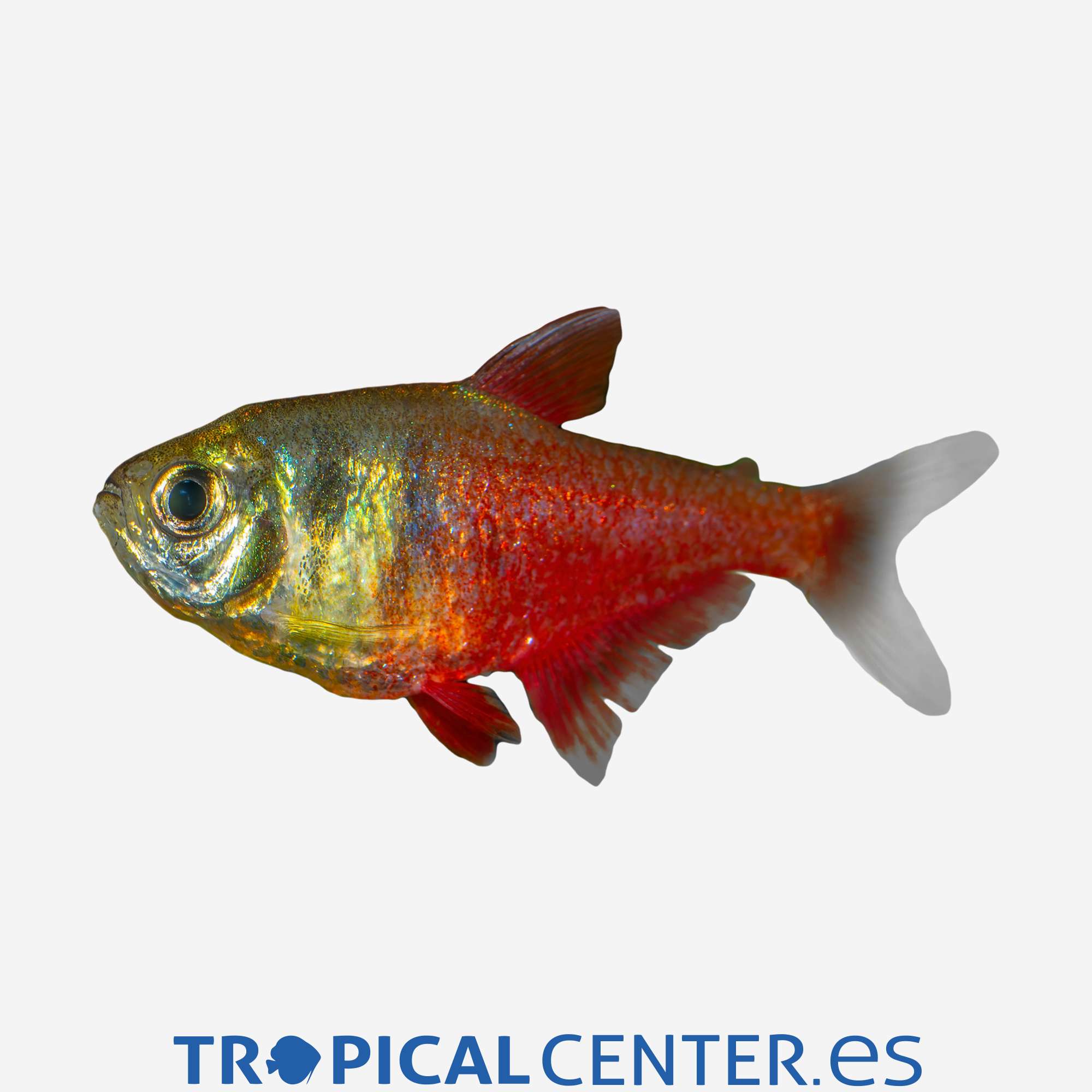 te93-2-tetra-llama-hqf_general_4392.jpg te93-2-tetra-llama-hqf_general_4392.jpg