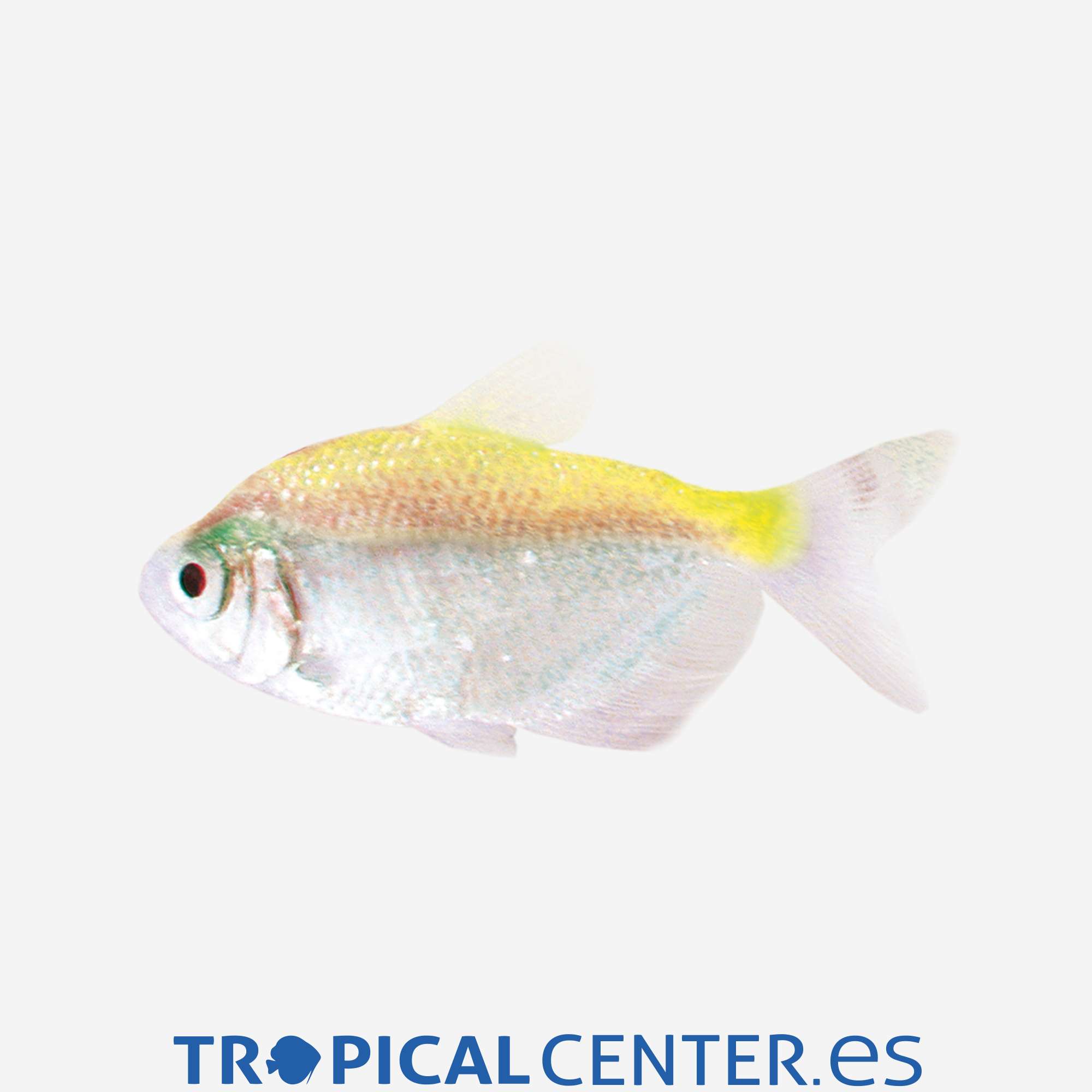 te95-1-monjita-amarilla_general_3967.jpg te95-1-monjita-amarilla_general_3967.jpg