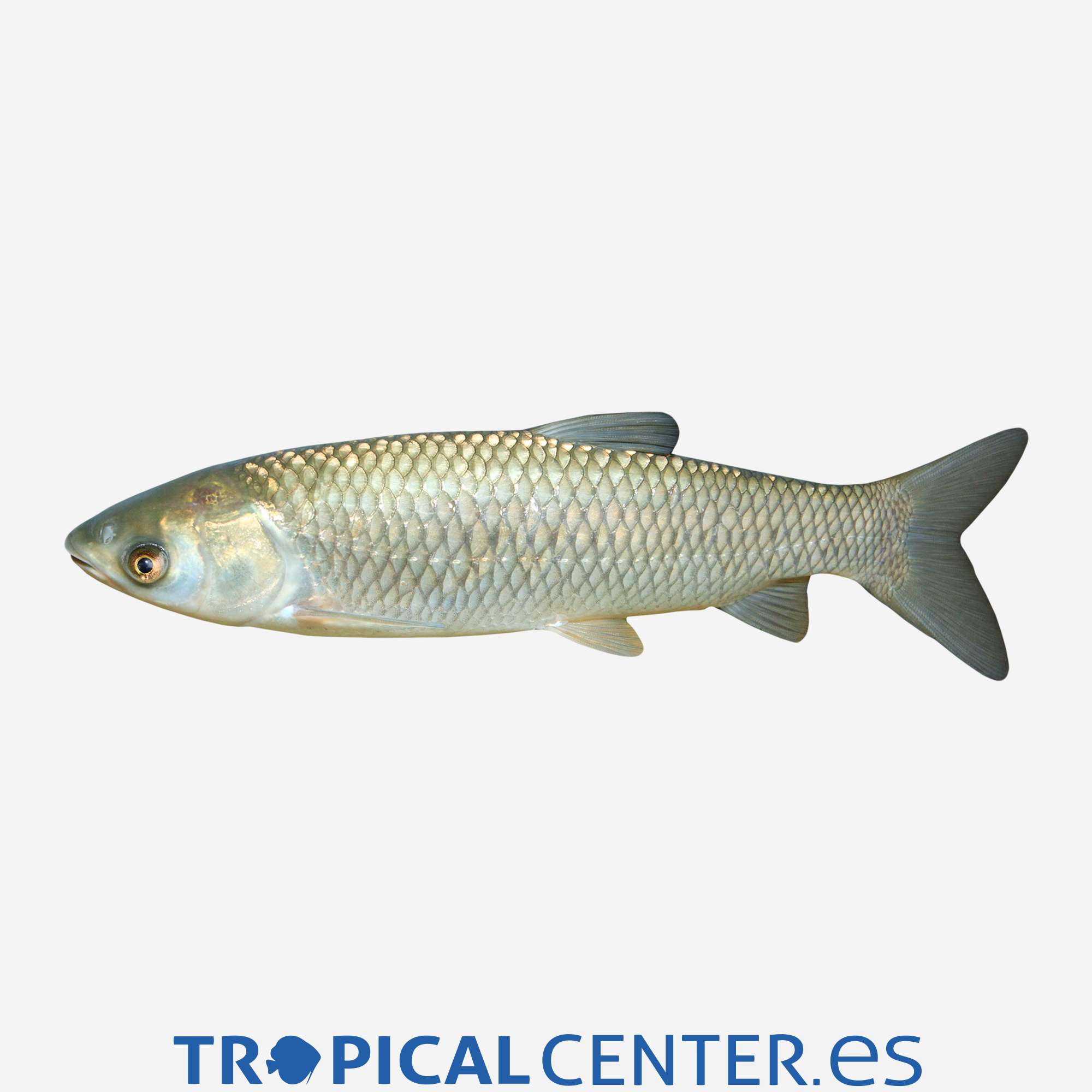 va01-3-carpa-amur-come-algas_general_3973.jpg va01-3-carpa-amur-come-algas_general_3973.jpg