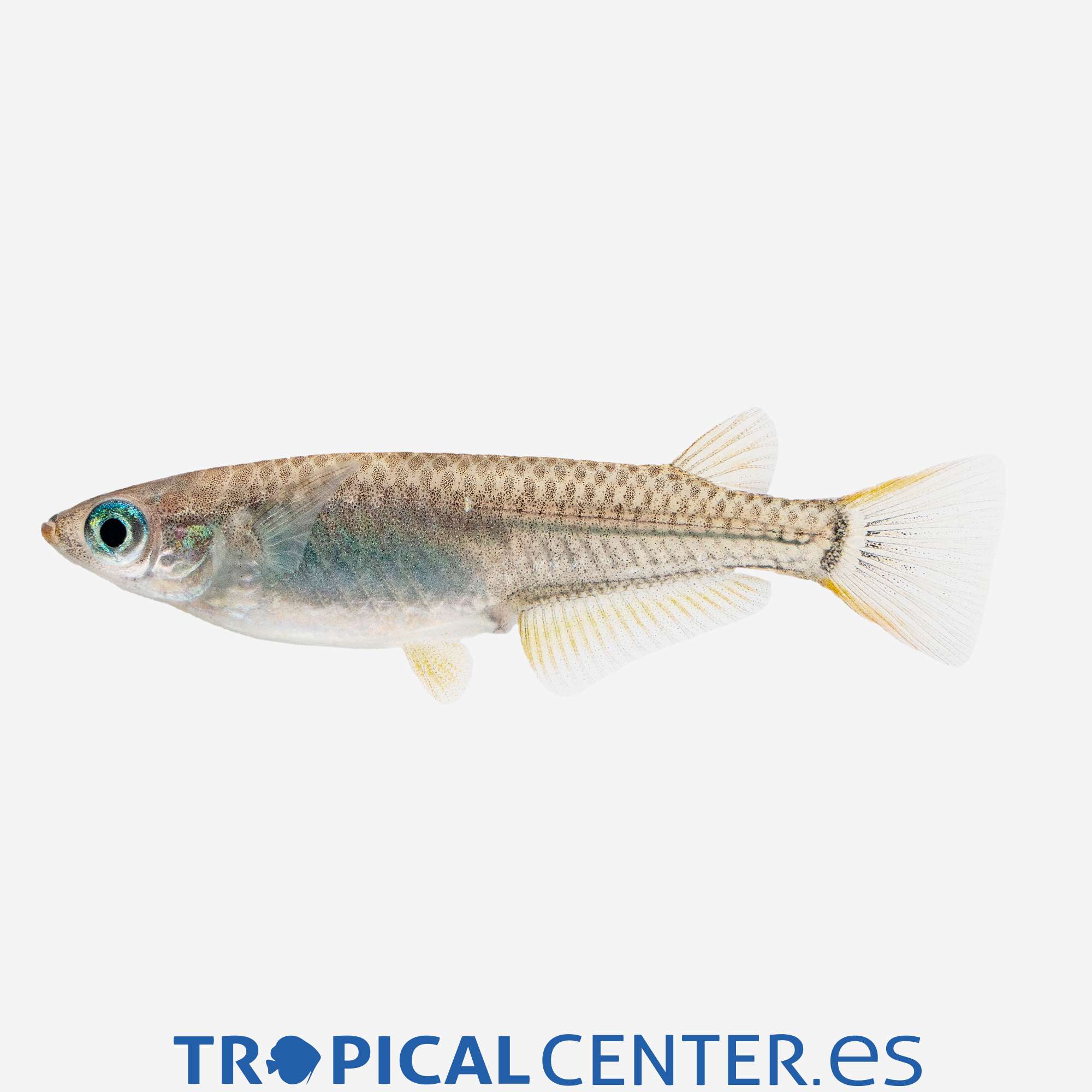 va02-3-medaka-neon-de-agua-fria_general_5403.jpg va02-3-medaka-neon-de-agua-fria_general_5403.jpg