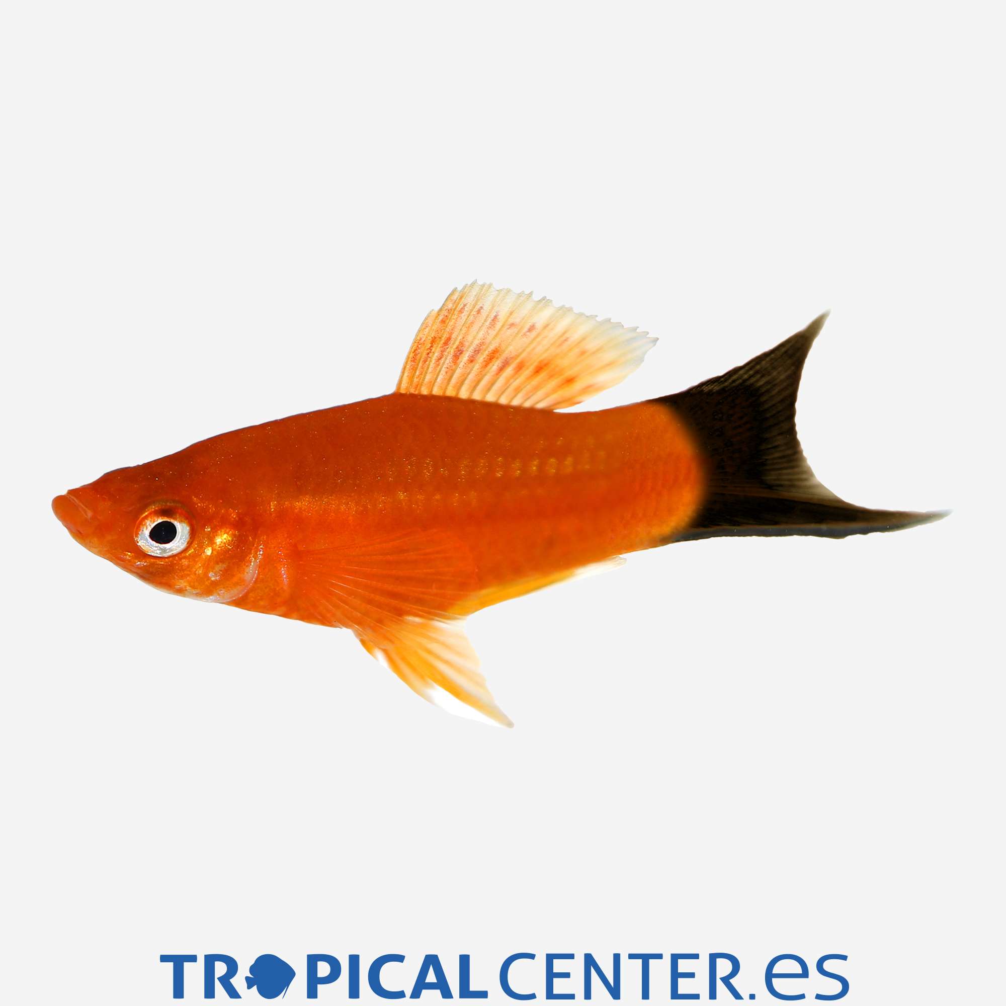 xi35-1-xipho-rojo-wagtail_general_5174.jpg xi35-1-xipho-rojo-wagtail_general_5174.jpg