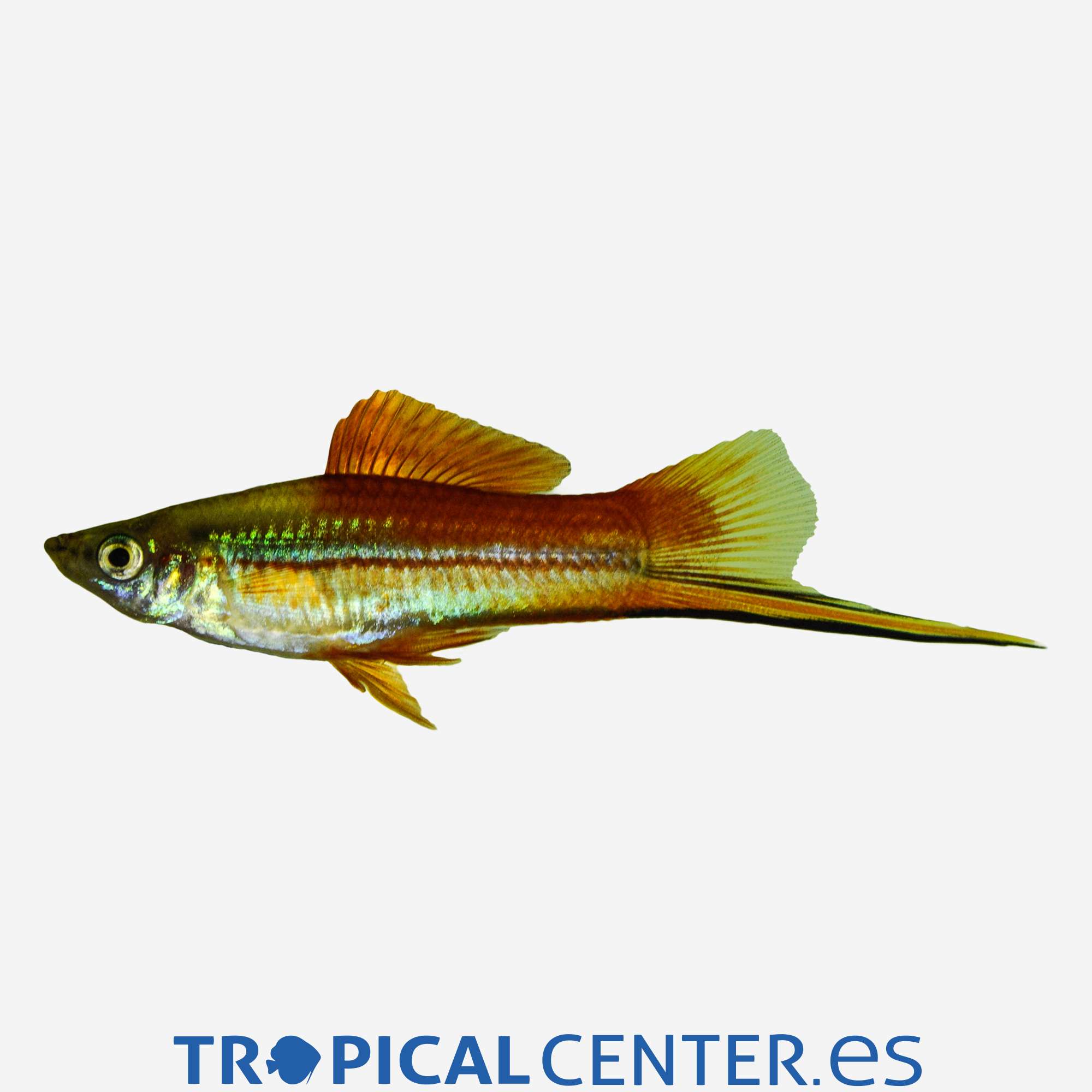 xi42-1-xipho-verde-hqf_general_3998.jpg xi42-1-xipho-verde-hqf_general_3998.jpg