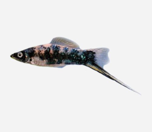 Xipho Mármol 💎HQF💎