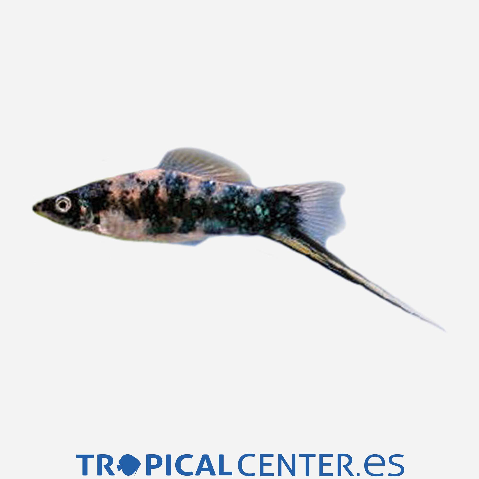 xi44-5-xipho-marmol-hqf_general_3997.jpg xi44-5-xipho-marmol-hqf_general_3997.jpg