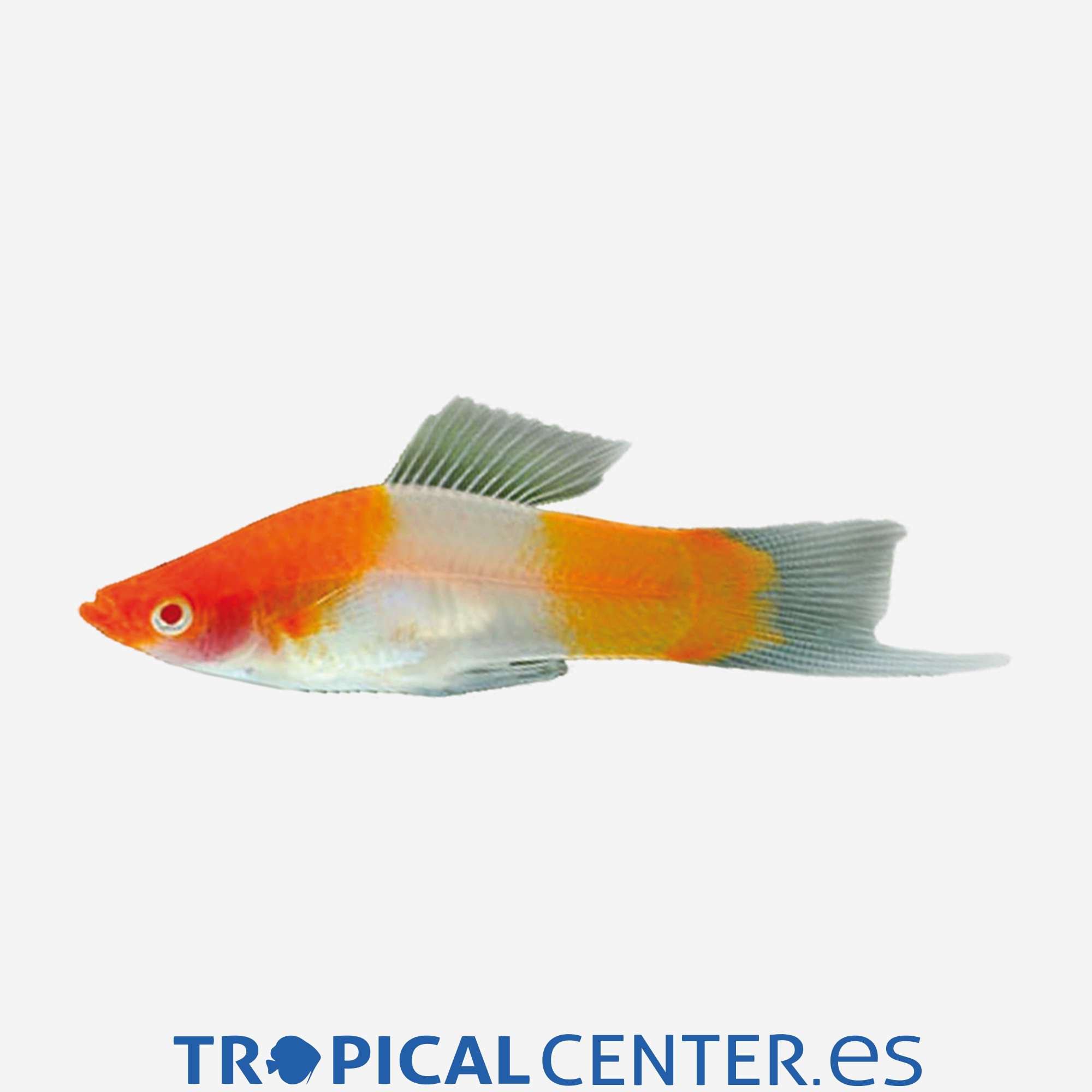 xi57-3-xipho-kohaku_general_3999.jpg xi57-3-xipho-kohaku_general_3999.jpg