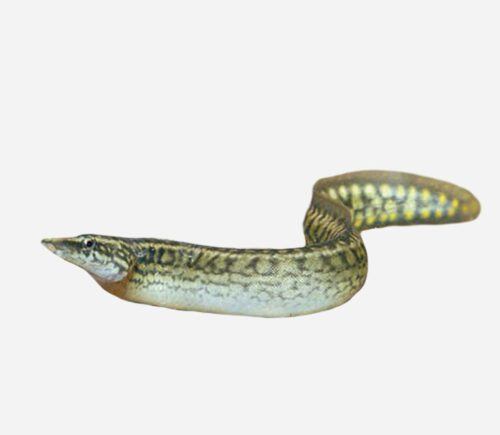 Anguila espinosa ocelada