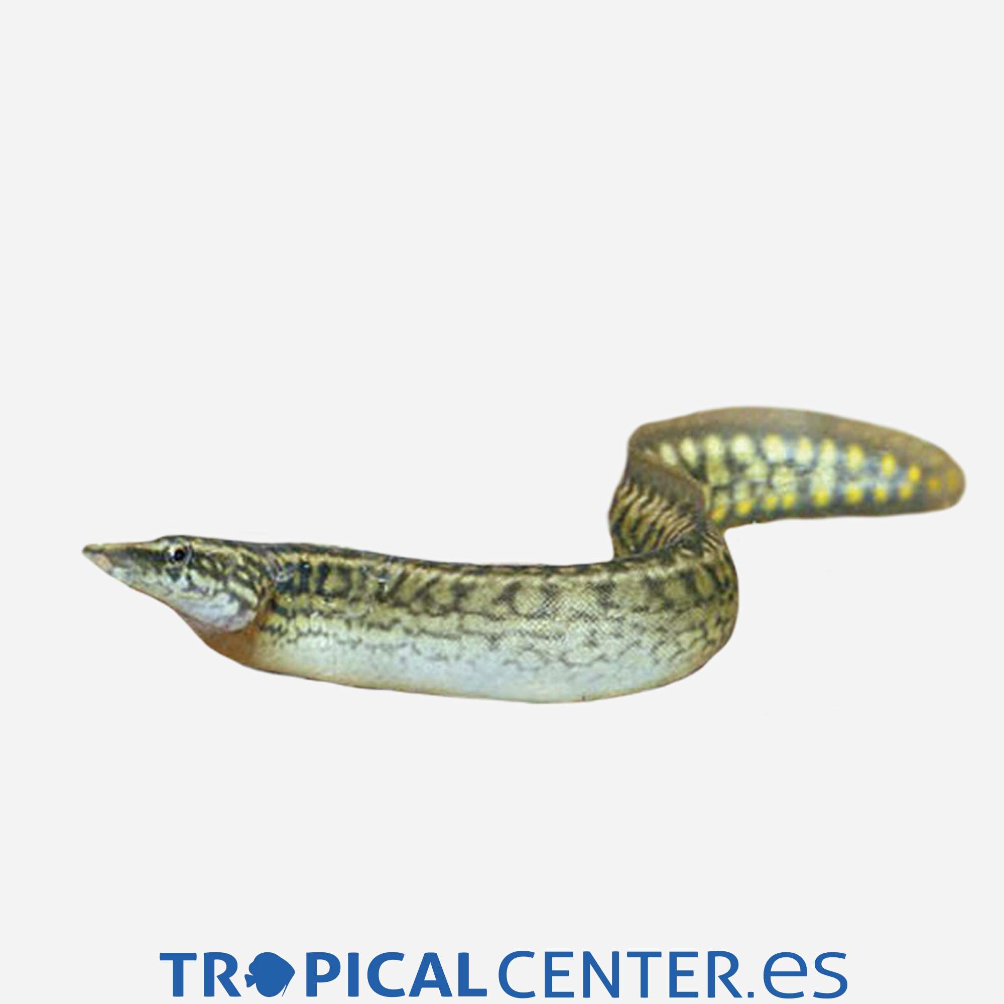 ag04-3-anguila-espinosa-ocelada_general_3276.jpg ag04-3-anguila-espinosa-ocelada_general_3276.jpg