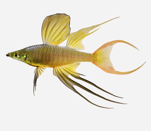 Pez arcoíris de aleta filamentosa