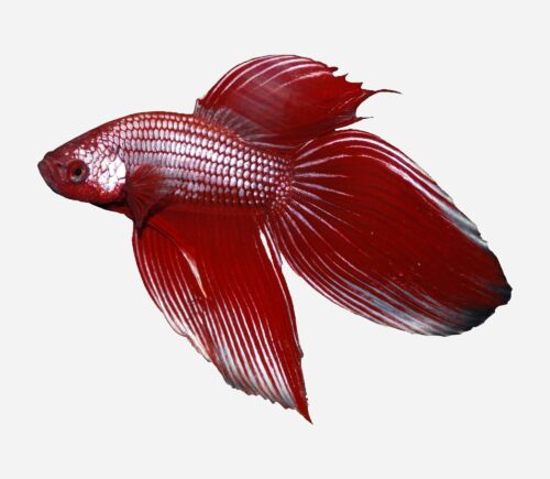 Betta Camboyano metálico rojo (macho)