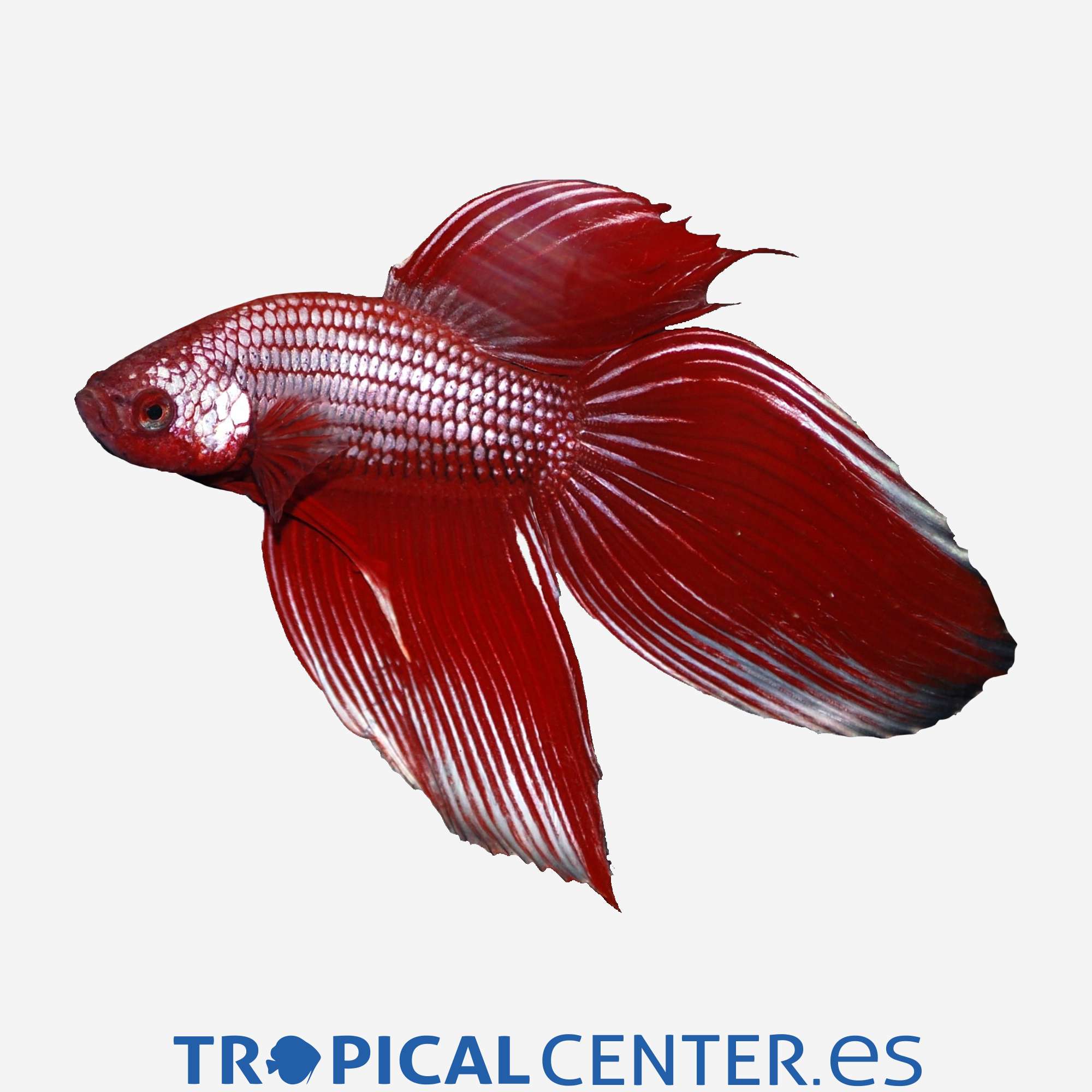 an107-0-betta-camboyano-metalico-rojo-macho_general_4350.jpg an107-0-betta-camboyano-metalico-rojo-macho_general_4350.jpg