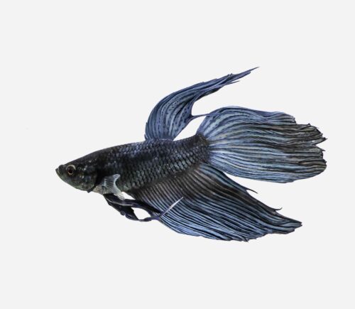 Betta Metálico gris (macho)