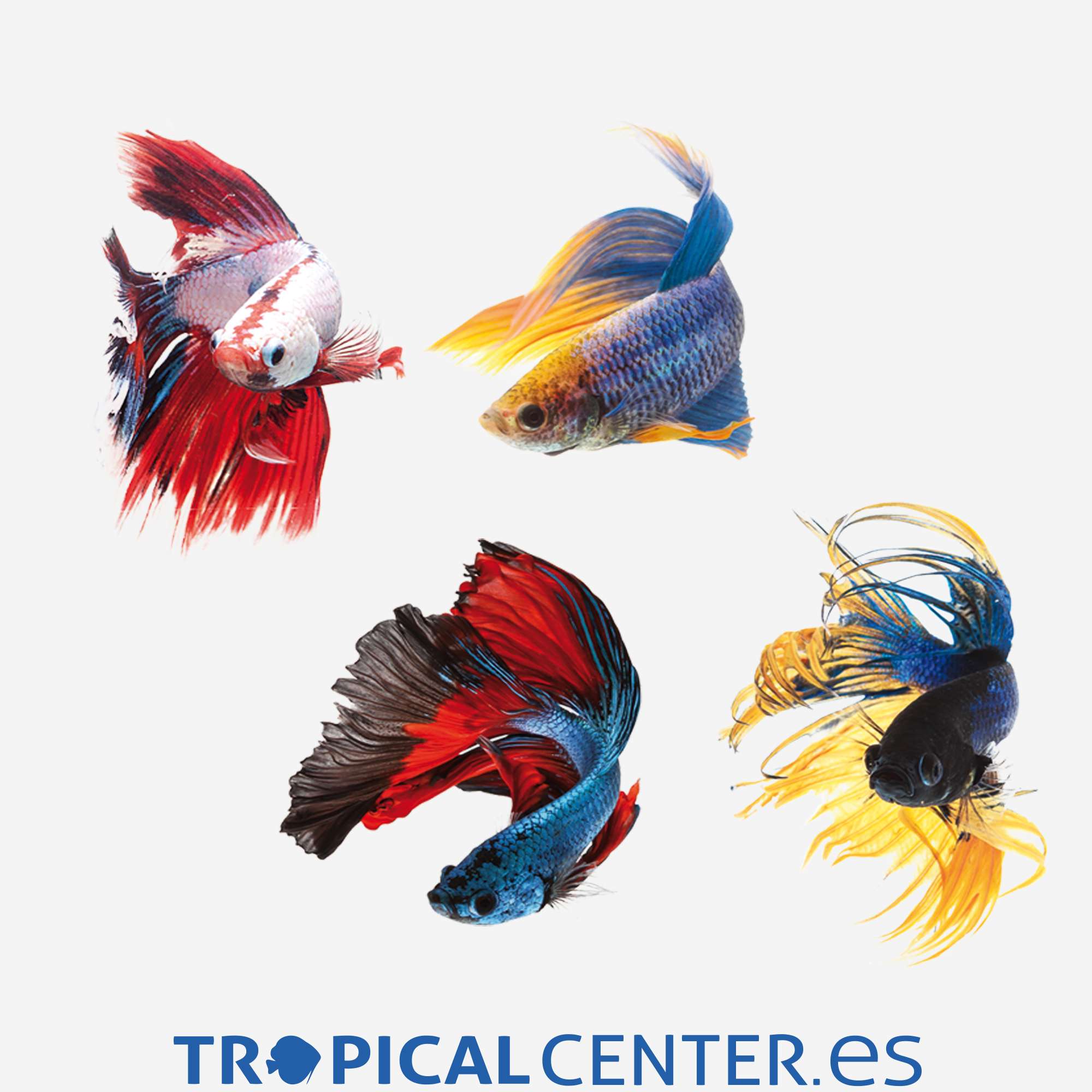 an116-3-betta-surtido-hqf-macho_general_4073.jpg an116-3-betta-surtido-hqf-macho_general_4073.jpg