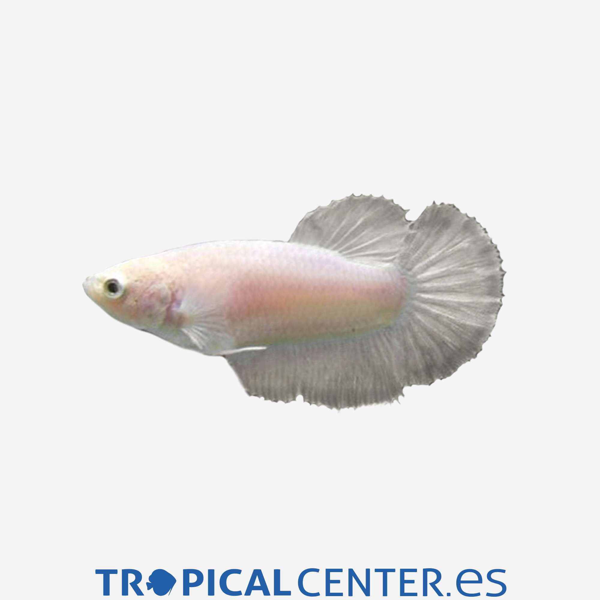 an140-3-betta-halfmoon-surtido-hembra_general_5265.jpg an140-3-betta-halfmoon-surtido-hembra_general_5265.jpg