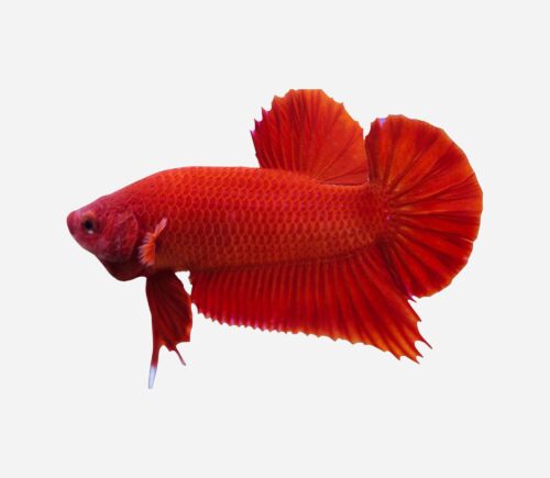 Betta Plakat halfmoon 💎HQF💎 (macho)